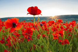 Redruth Remembers